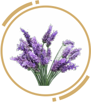 7 zah lavendar oil